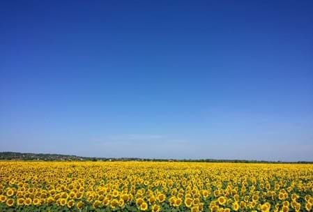 Feld mit Sonnenblumen